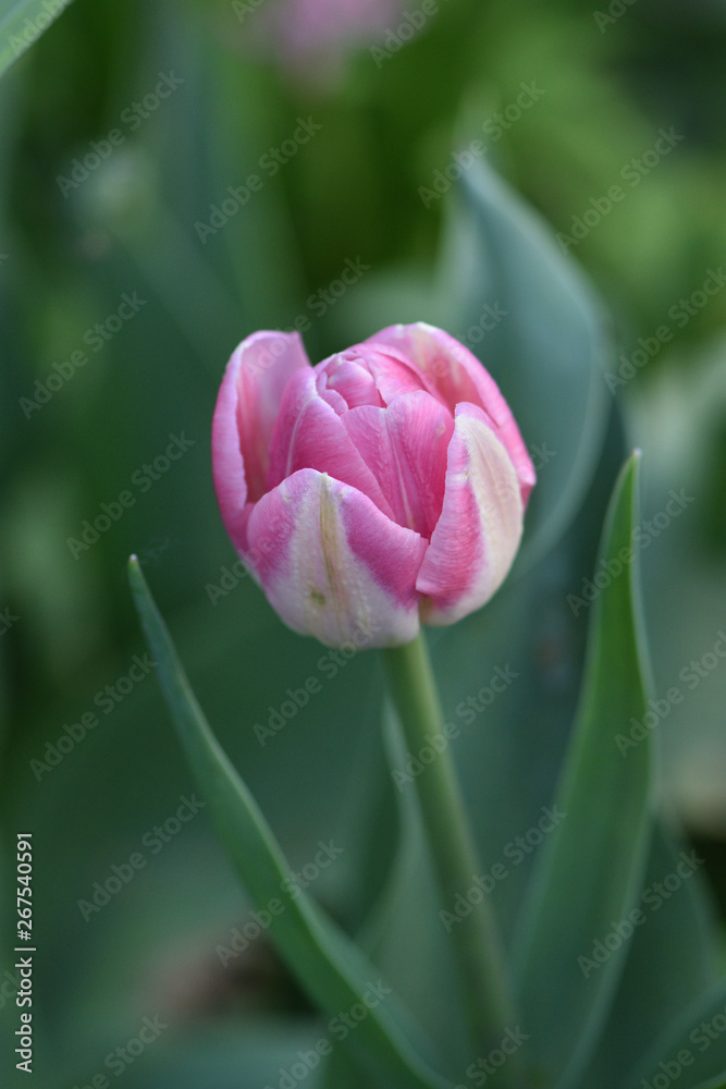 Fototapeta premium single pink tulip