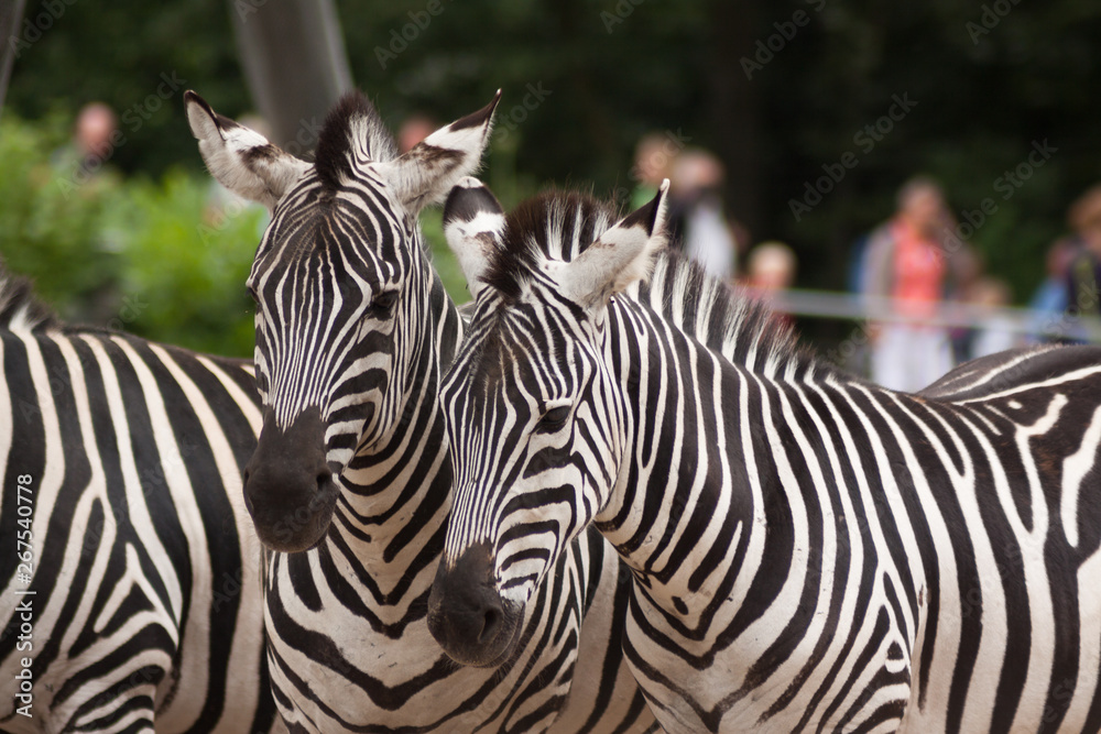 Fototapeta premium Two Zebra Animals