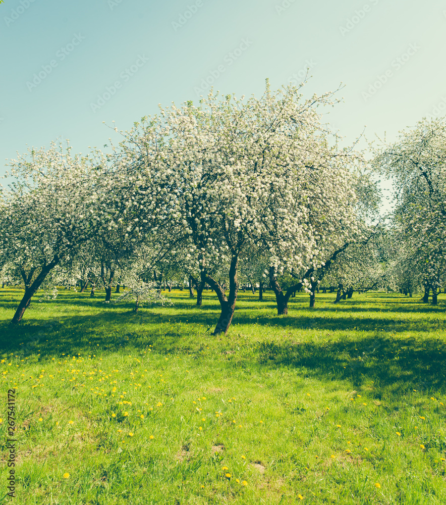 Fototapeta premium blossom apple tree 