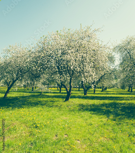 blossom apple tree 