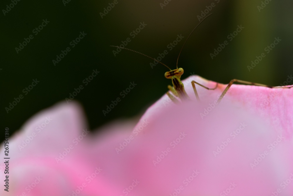 Mantis(Mantodea) larva on rose flower. Mantis(Mantodea) larva on rose flower.