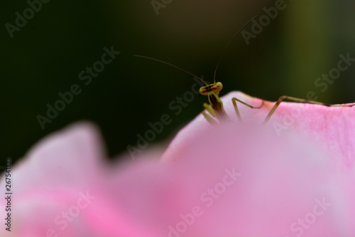 Mantis(Mantodea) larva on rose flower.