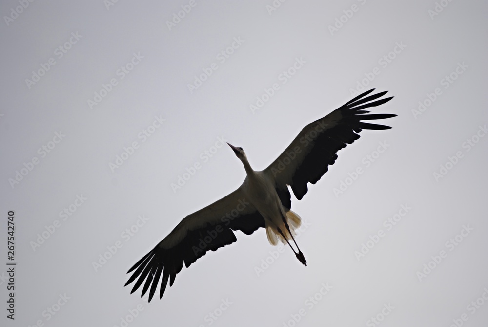 Obraz premium Cigogne