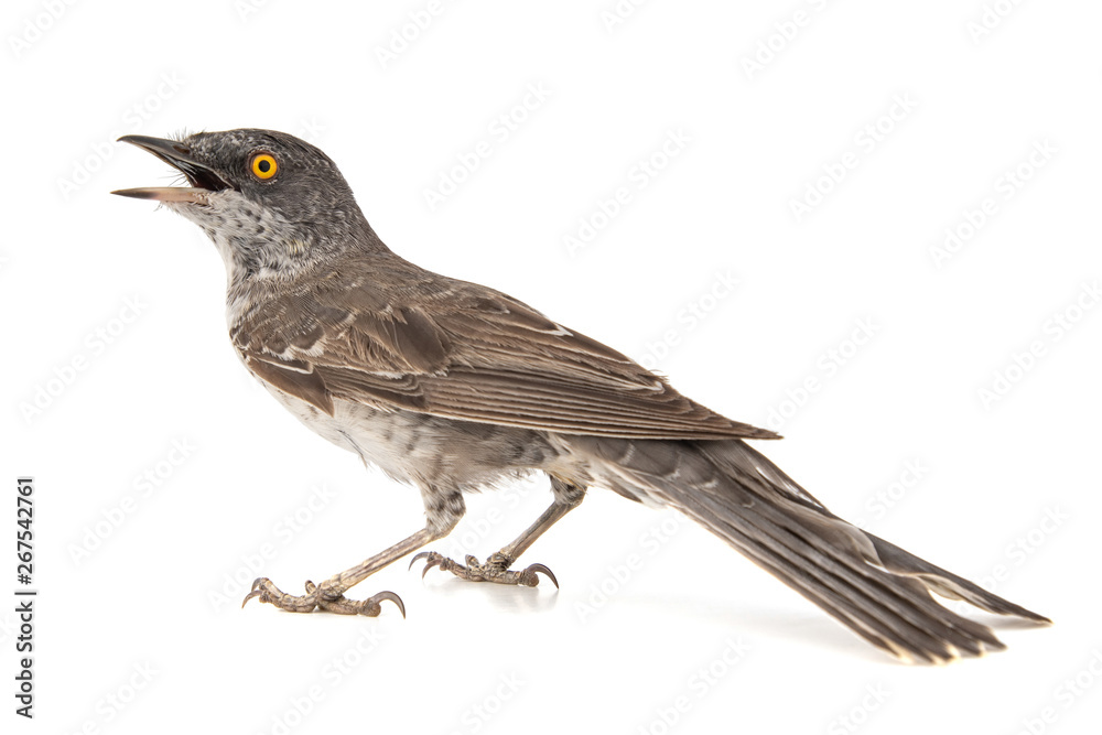 Obraz premium Barred Warbler, Sylvia nisoria, isolated on white background.