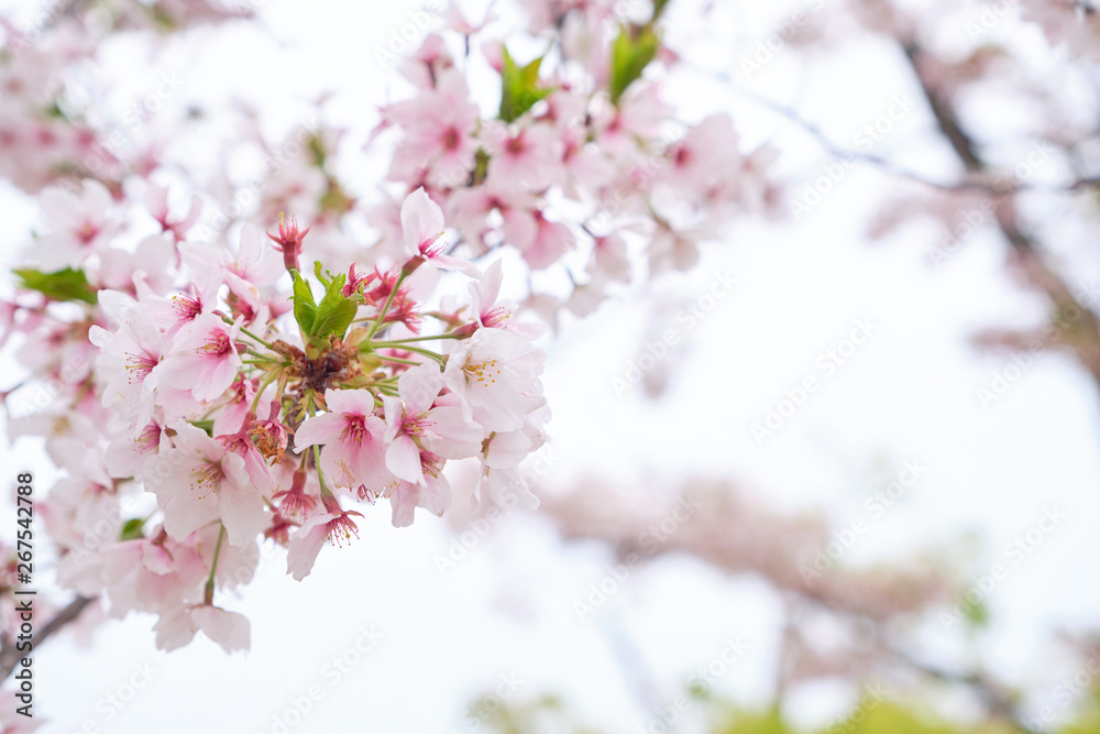Beautiful cherry blossom in light pink color bloom on the trees with bright sky background Beautiful cherry blossom in light pink color bloom on the trees with bright sky background