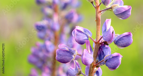 Lupinus, lupin, lupine field with purple and blue flowers