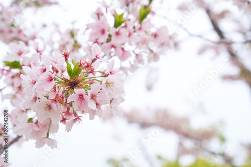 Beautiful cherry blossom in light pink color bloom on the trees with bright sky background