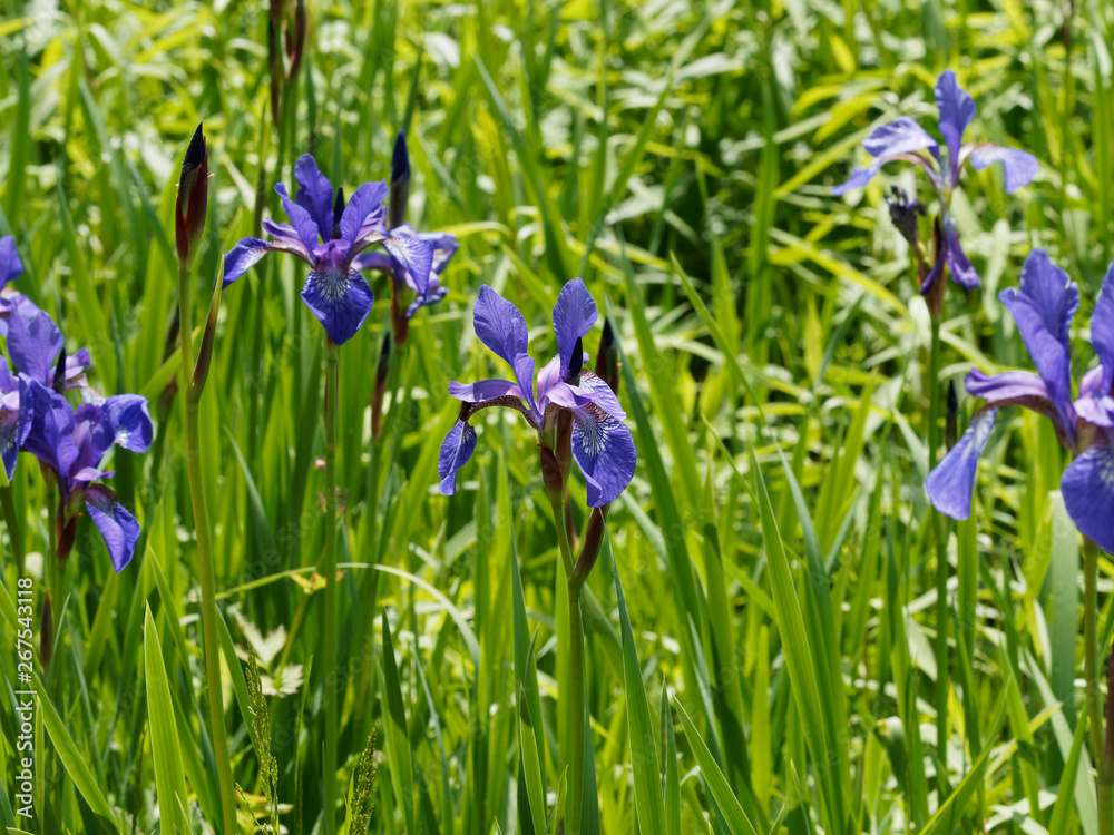 Iris de Sibérie bleu (Iris sibirica)