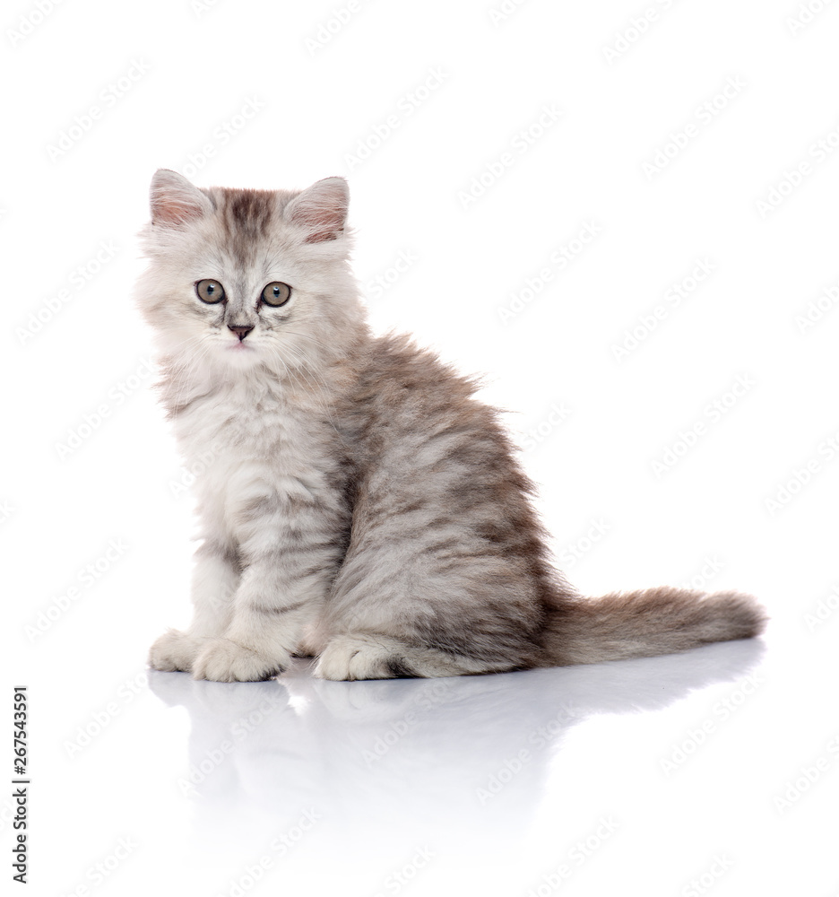 Fototapeta premium Beautiful Young Furry Kitten Isolated on White Background