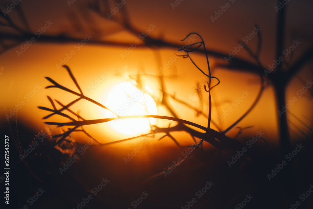 Abstract sunset background in red and yellow warm sunlight. Defocused silhouettes of plants on the field against the setting sun. Summer nature abstract background. Abstract sunset background in red and yellow warm sunlight. Defocused silhouettes of plants on the field against the setting sun. Summer nature abstract background.