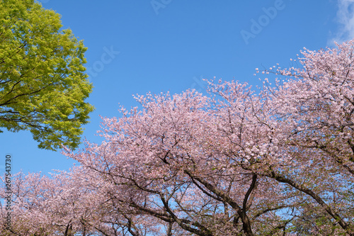 Pink cherry blossom trees against to green leaf of japanese maple trees with blue sky background in beautiful days