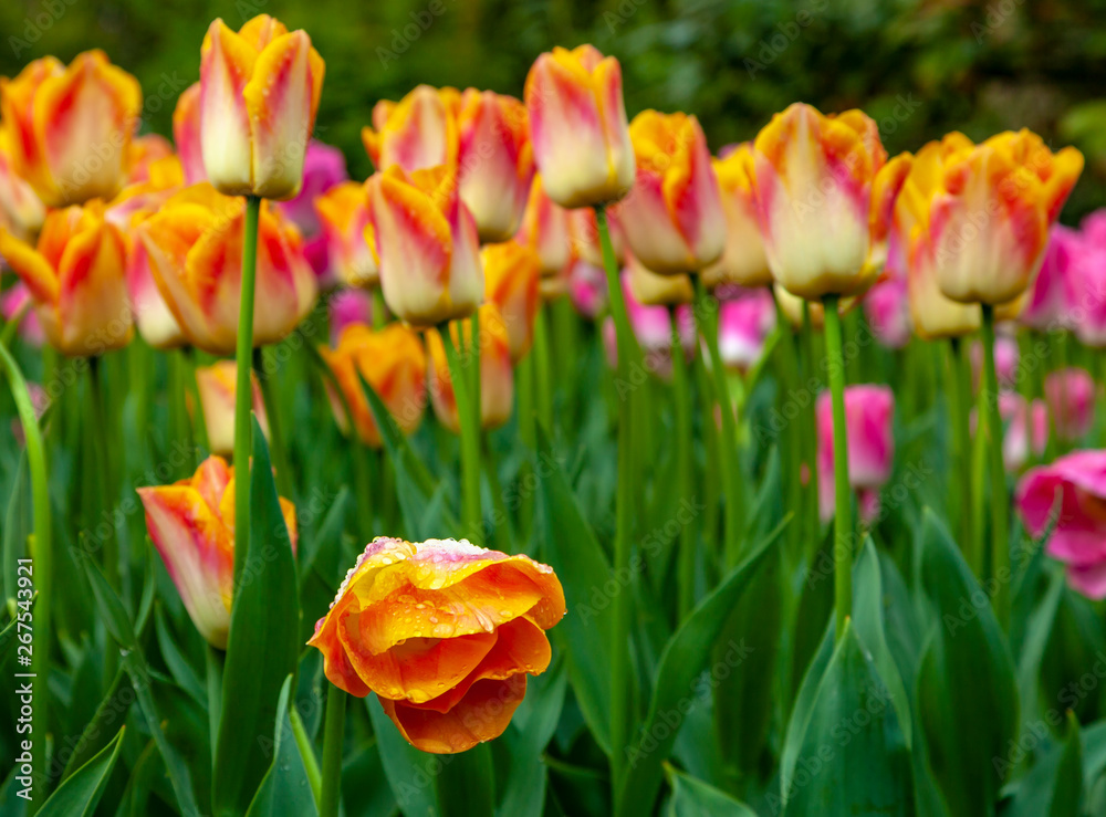 Orange Wet Tulip