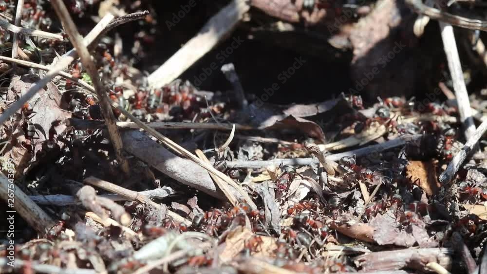 Formica rufa, red wood ants, Finland Formica rufa, red wood ants, Finland