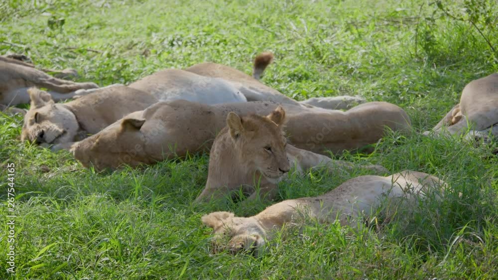 Wild African Lionesses Sleep In The Shade Of An Acacia Tree After Hunting Wild African Lionesses Sleep In The Shade Of An Acacia Tree After Hunting