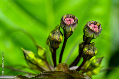 Принти на полотні Ghoulish, whiskery bat flower plants