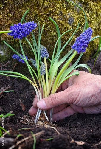 Gardener planting Muscari flowers in the garden. Spring garden works concept