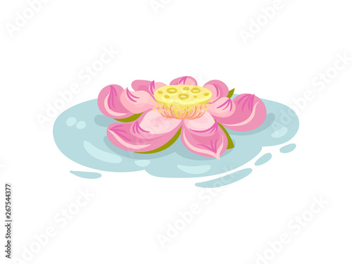 Large pink waterlily flower. Vector illustration on white background.