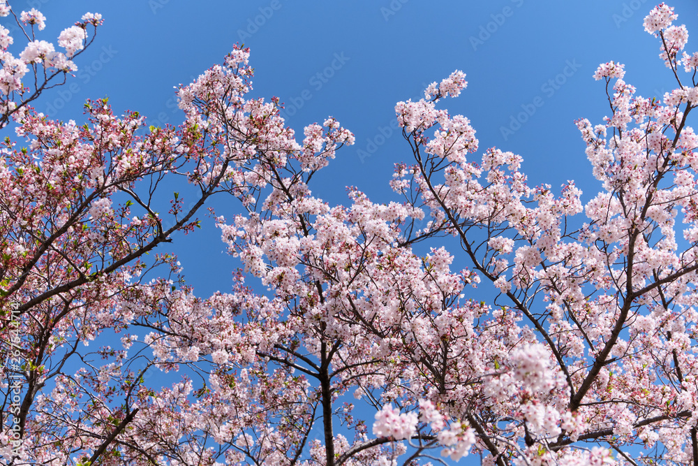 Cherry blossom or sakura is blooming on the trees in light pink color with clear blue sky background Cherry blossom or sakura is blooming on the trees in light pink color with clear blue sky background
