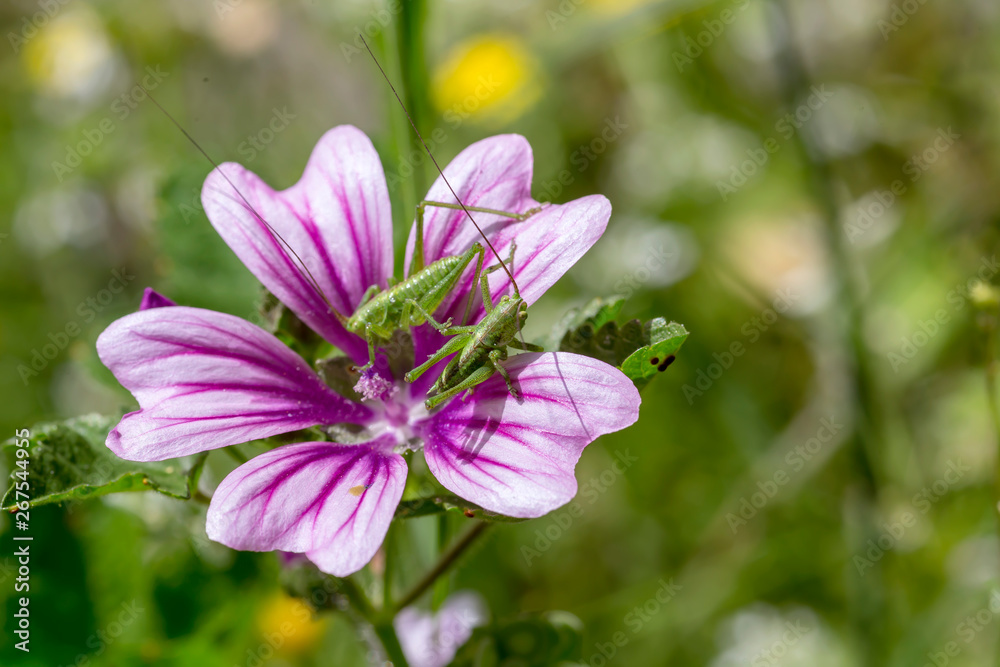 Two grasshoppers (Tettigonia cantans) sitting on a mallow flower close-up Two grasshoppers (Tettigonia cantans) sitting on a mallow flower close-up