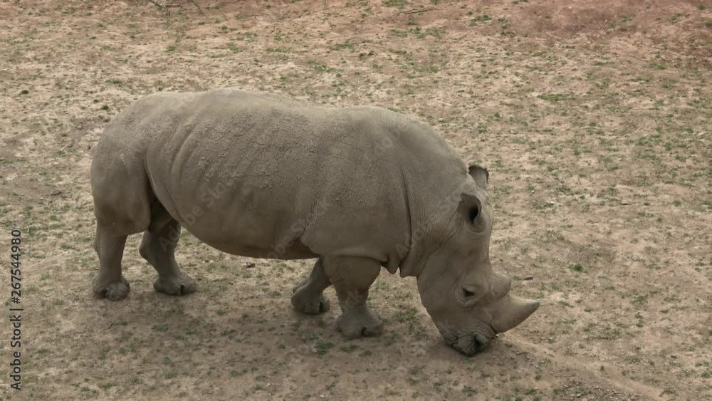 Southern white rhinoceros (Ceratotherium simum simum). Wildlife animal. Critically endangered animal species. Southern white rhinoceros (Ceratotherium simum simum). Wildlife animal. Critically endangered animal species.
