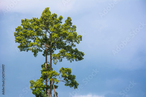 The big tropical tree with sky background. Scientific name Dipterocarpus alatus tree