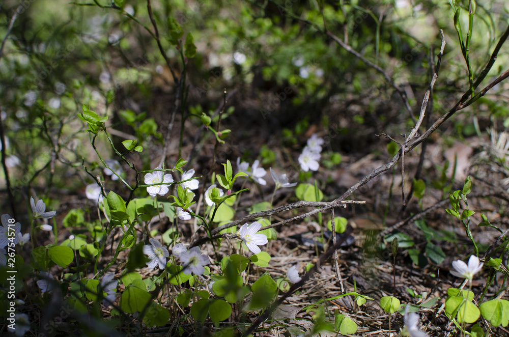Small wild flowers are in a green spring forest Small wild flowers are in a green spring forest
