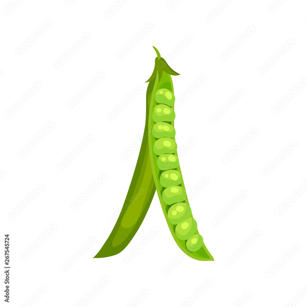 Open green pea pod hanging down. Vector illustration on white background. Open green pea pod hanging down. Vector illustration on white background.