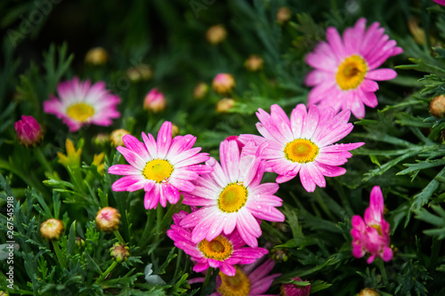 flowers in garden © Ruslan