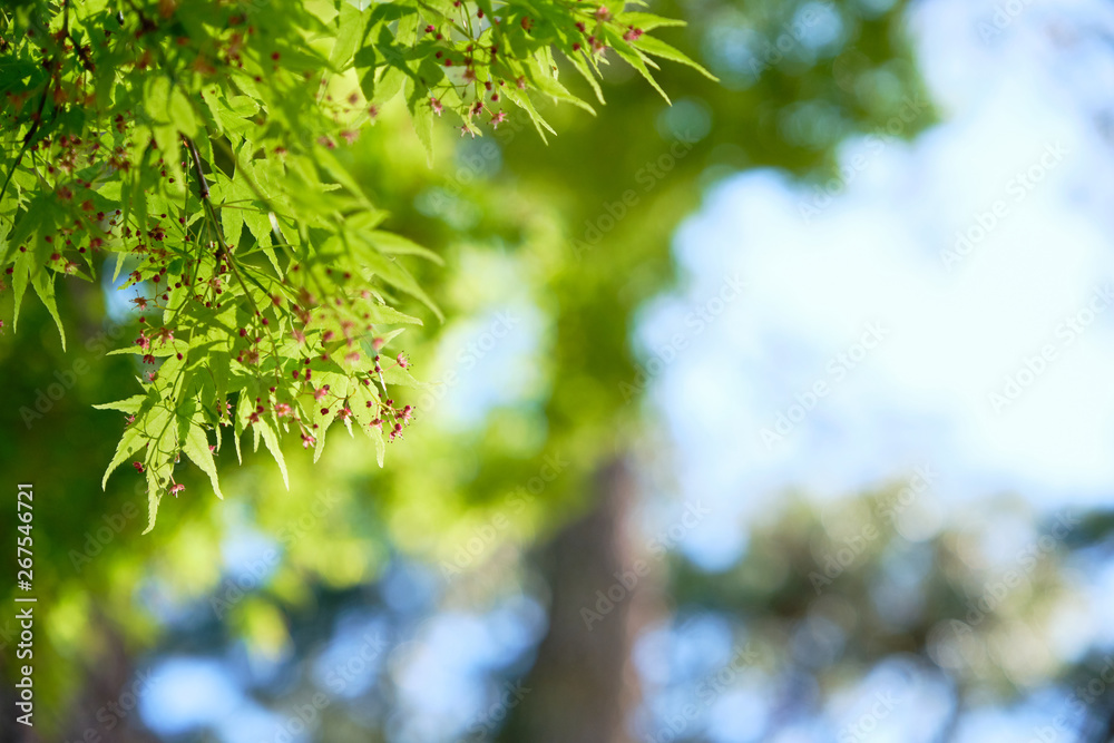 Beautiful green leaves of japanese maple trees that are exposed to sunlight in the spring Beautiful green leaves of japanese maple trees that are exposed to sunlight in the spring