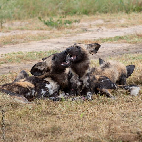 Pack of rare African wild dogs, photographed at Sabi Sands Game Reserve which has an open border with the Kruger National Park, South Africa. © Lois GoBe
