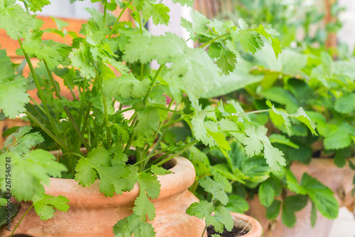 Healthy organic heirloom young coriander plants growing in terracotta planter pot on the balcony on a sunny spring day. Edible herbs and vegetables for urban gardening in Trento city, Italy, Europe 