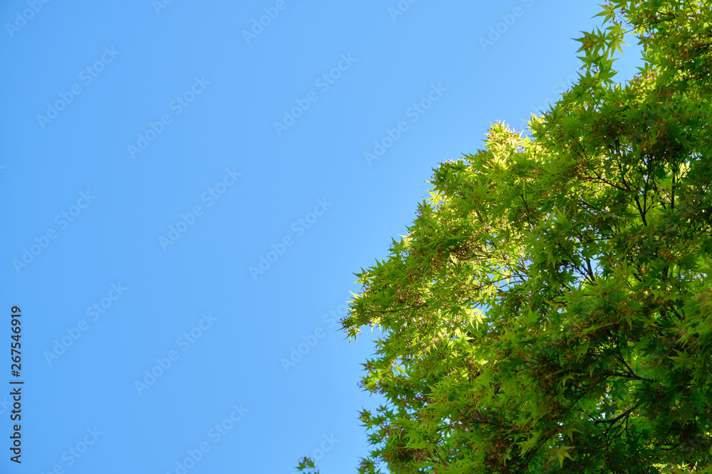 Beautiful green leaves of japanese maple trees in the spring with bright blue sky background Beautiful green leaves of japanese maple trees in the spring with bright blue sky background