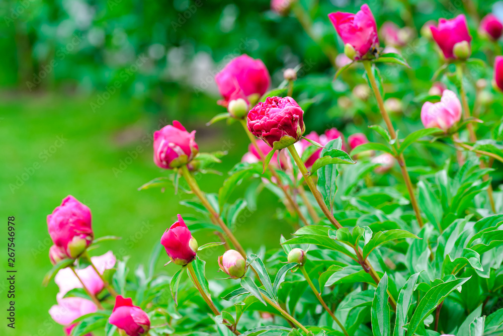 Pink peony bush with gentle blur background. Summer blooming garden beautiful landscape.Sunlight tender bokeh. Romantic nature photo for poster, print, wedding invitation, birthday card, cover,surface