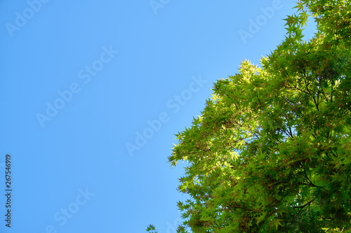 Beautiful green leaves of japanese maple trees in the spring with bright blue sky background