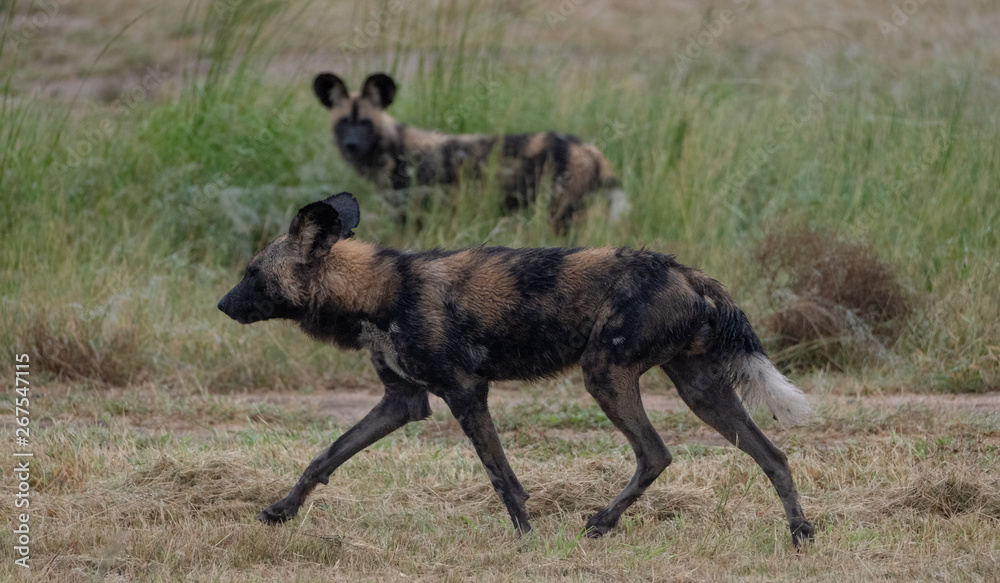 Pack of rare African wild dogs, photographed at Sabi Sands Game Reserve which has an open border with the Kruger National Park, South Africa. Pack of rare African wild dogs, photographed at Sabi Sands Game Reserve which has an open border with the Kruger National Park, South Africa.