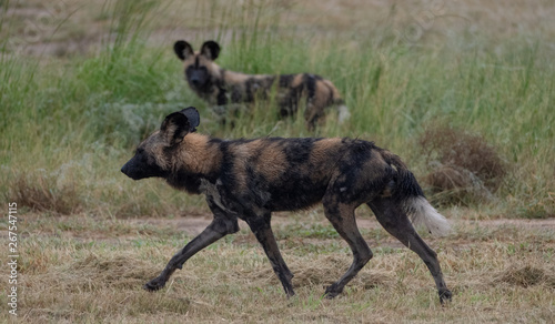Photography Pack of rare African wild dogs, photographed at Sabi Sands Game Reserve which has an open border with the Kruger National Park, South Africa