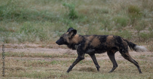 Rare African wild dog, seen with a larger pack, photographed at Sabi Sand Game Reserve which has an open border with the Kruger National Park, South Africa. 