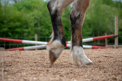 Horse Legs