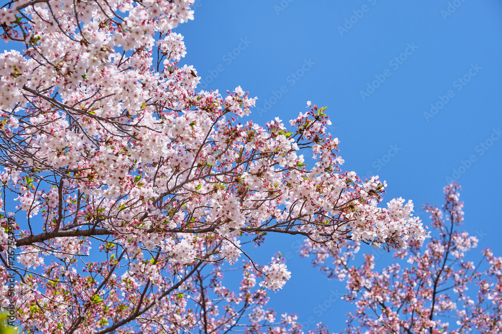 Cherry blossom or sakura is blooming on the trees in light pink color with clear blue sky background Cherry blossom or sakura is blooming on the trees in light pink color with clear blue sky background