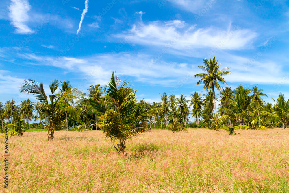 Small coconut and sky at Beach Ban Krut