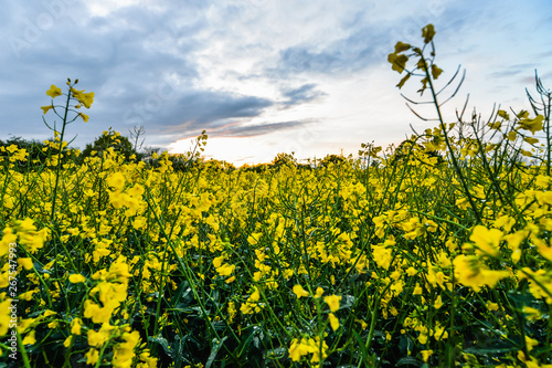 Sunset in Northamptonshire - Uk