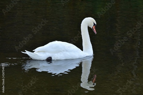 Schwan mit Spiegelbild