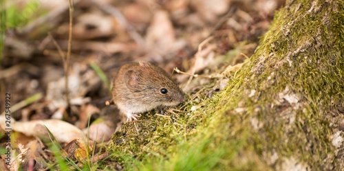 Rötelmaus oder Waldwühlmaus (Myodes glareolus, Syn.: Clethrionomys glareolus) im Wald, Niedersachsen, Deutschland, Europa