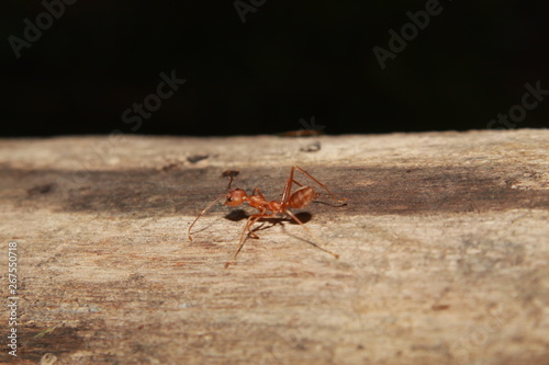Oecophylla smaragdina ant. Common names weaver ant, green ant, green tree ant, and orange gaster.