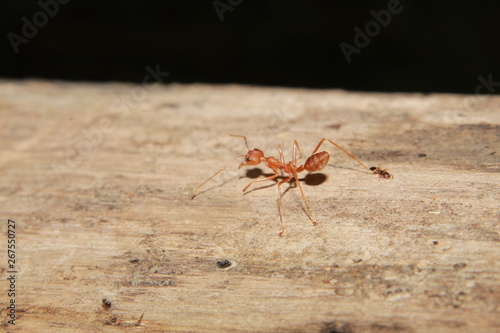 Oecophylla smaragdina ant. Common names weaver ant, green ant, green tree ant, and orange gaster. © #CHANNELM2
