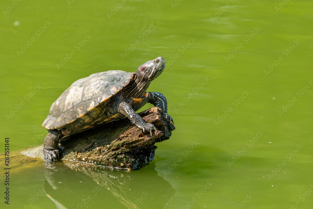 Obraz premium Pond slider turtle resting on tree stump in a pond