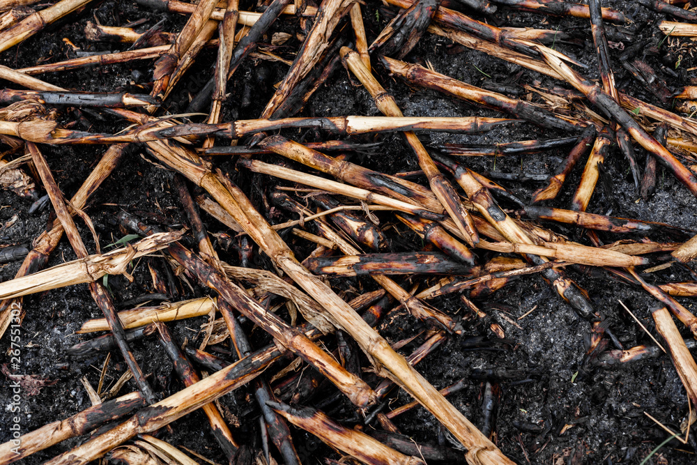 tree burned tree forest fire burnt bark charred nature green greens tree burned tree forest fire burnt bark charred nature green greens