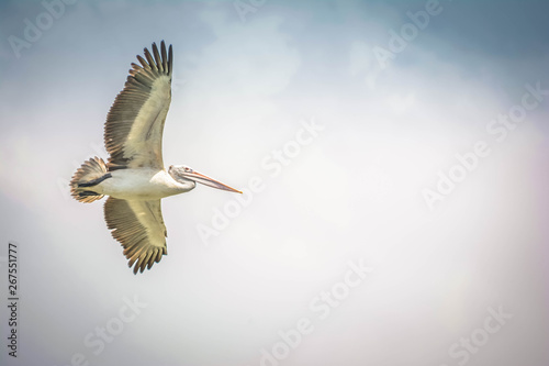 Canvas Print Grey Heron flying high in the sky