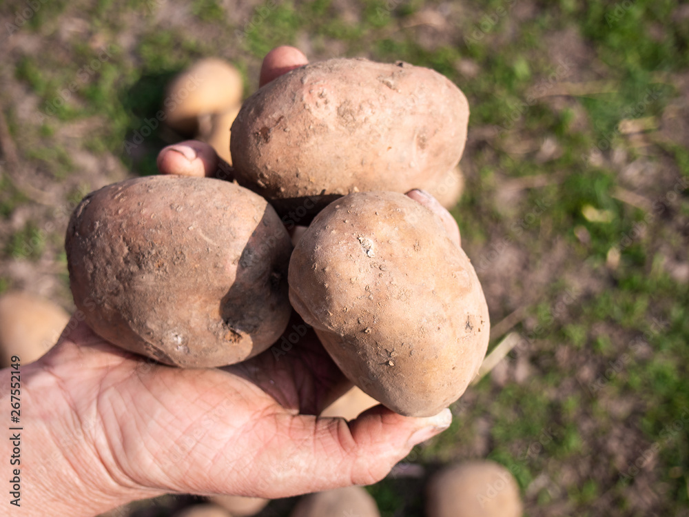 A farmer holds fresh organic potatoes in his garden. A farmer holds fresh organic potatoes in his garden.