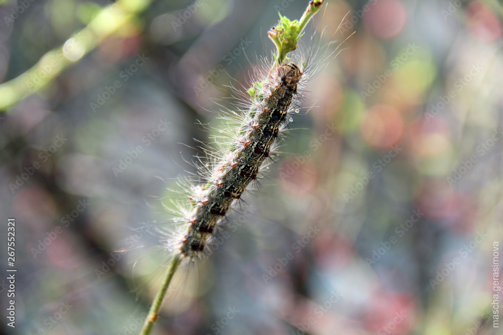Big caterpillar crawling on a branch, Chemal, Altai, Russia